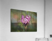 Aster in the Morning Acrylic Print