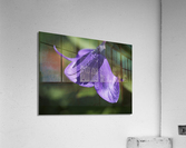 Dewdrops Acrylic Print