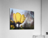 Yellow Tulip Acrylic Print