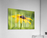 Brown Betty Impression acrylique