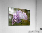 Exquisite Beauties Acrylic Print