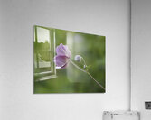 Aspiration Acrylic Print