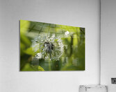 Dandelion with Droplets Acrylic Print