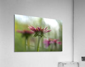 Coneflower Blooming Acrylic Print