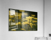 Field of Daisies Acrylic Print