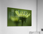 Blooming Coneflower Acrylic Print