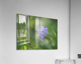 Butterfly Blue Acrylic Print