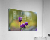 Globe Amaranth Acrylic Print