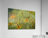 Field of Wild Marigolds Acrylic Print