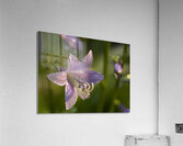 Hosta Flower Acrylic Print