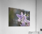 Hosta Closeup Acrylic Print