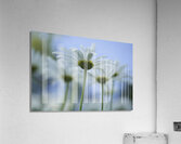 From Under Acrylic Print