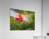 Color Burst Acrylic Print