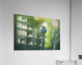 Opium Poppy Acrylic Print