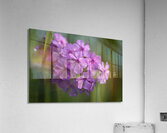 Purple Flame Acrylic Print