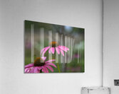 Ladies in Pink Acrylic Print