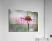 Pink Echinacea Acrylic Print