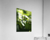 Muguet des Bois Acrylic Print