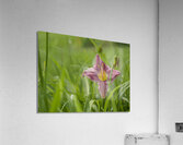 Pretty in Pink Acrylic Print