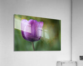 Plump Purple Tulip Acrylic Print