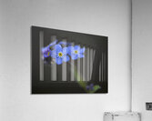 Pretty in Blue Acrylic Print