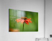 Orange You Awesome Acrylic Print