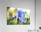 Lucky Devil Acrylic Print