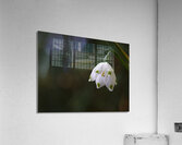 Spring Snowflake Acrylic Print