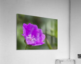 Wild One Acrylic Print