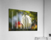 The Graceful Acrylic Print