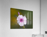 Summer Phlox Acrylic Print