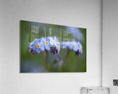 Scorption Grasses Acrylic Print