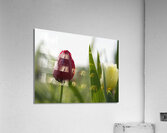 Red Beauty Acrylic Print