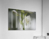 White Lily Acrylic Print