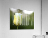 Yellow and White Tulip Acrylic Print