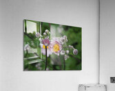 Japanese Thimbleweed Acrylic Print