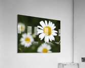 Common Daisies Impression acrylique