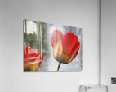 Leaning Tulip Acrylic Print