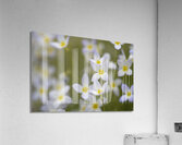 Pretty Ladies Acrylic Print