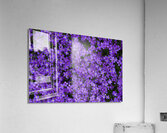 Purple Groundcover Acrylic Print