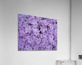 Pink Groundcover Impression acrylique