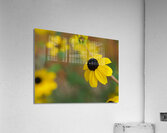 Black Eye Acrylic Print