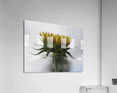 Sunflower Side View Acrylic Print