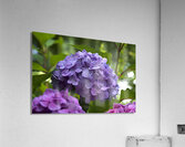 Purple Hydrangea Acrylic Print