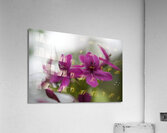 Shooting Star Acrylic Print