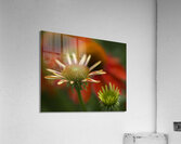 Budding Coneflowers Acrylic Print