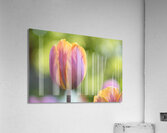 Pastel Garden Tulip Acrylic Print