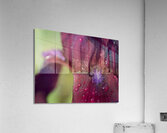 Purple Beard Acrylic Print