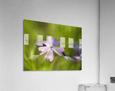 Vibrant Moss Phlox Acrylic Print