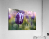 The Purple One Acrylic Print